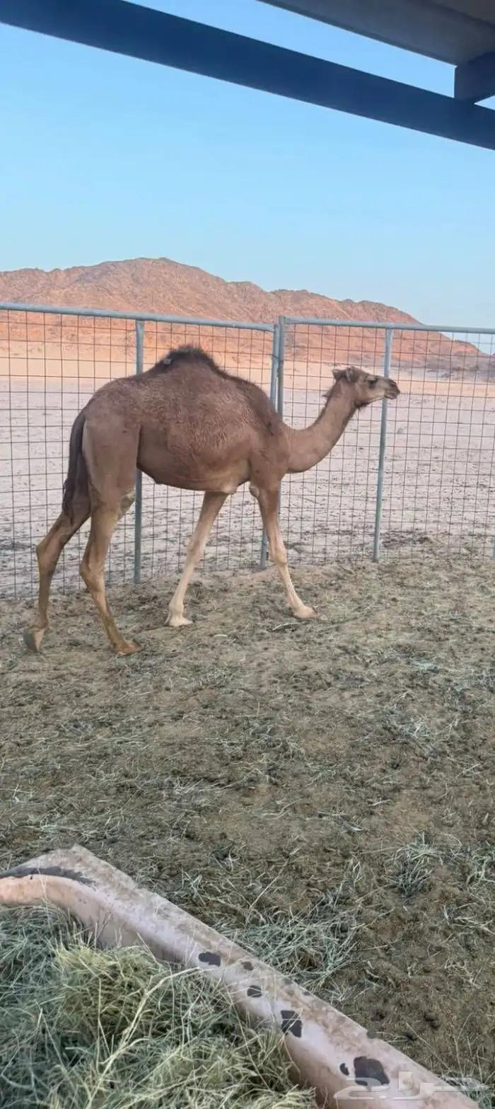 للبيع قعود وبكرة 1