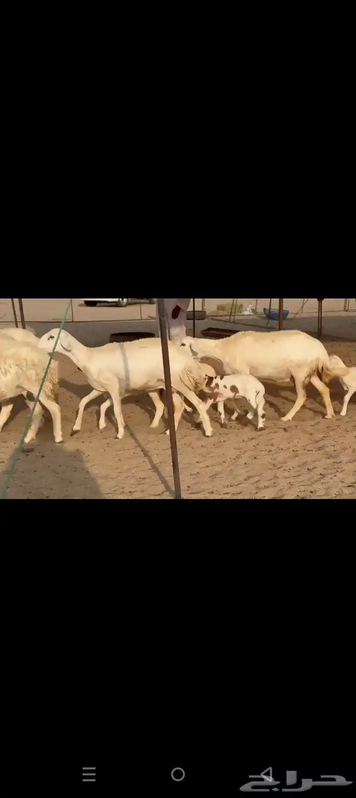 غنم حريات خلفات طيبه صنف الصنف طيبه 2
