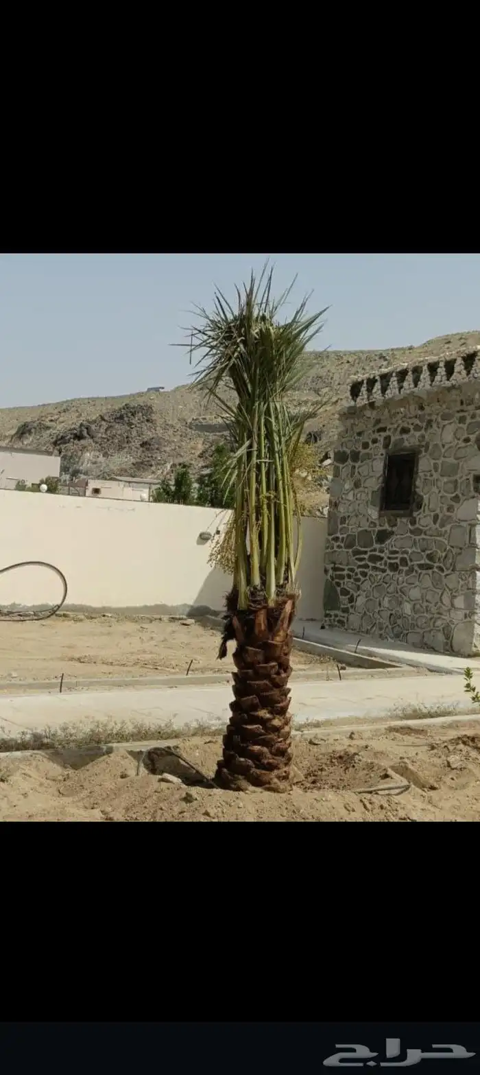 السلام عليكم يوجد لدينا جميع انواع النخيل الغربي وزينه وشبوك 2