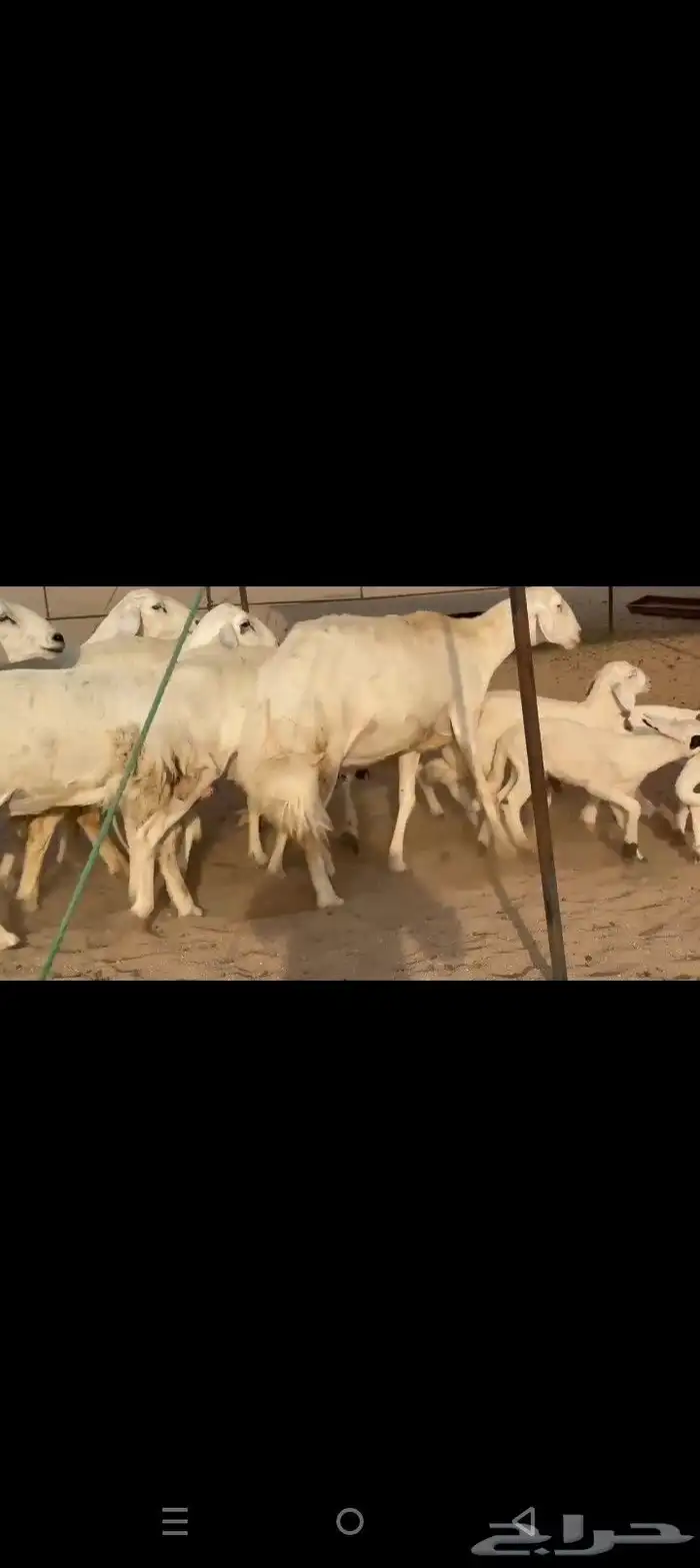 غنم حريات خلفات طيبه صنف الصنف طيبه 6