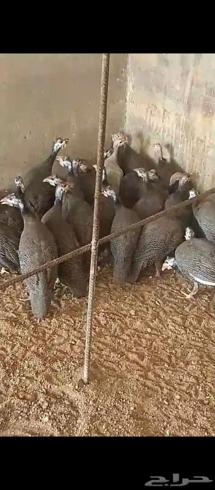 دجاج حبش 1