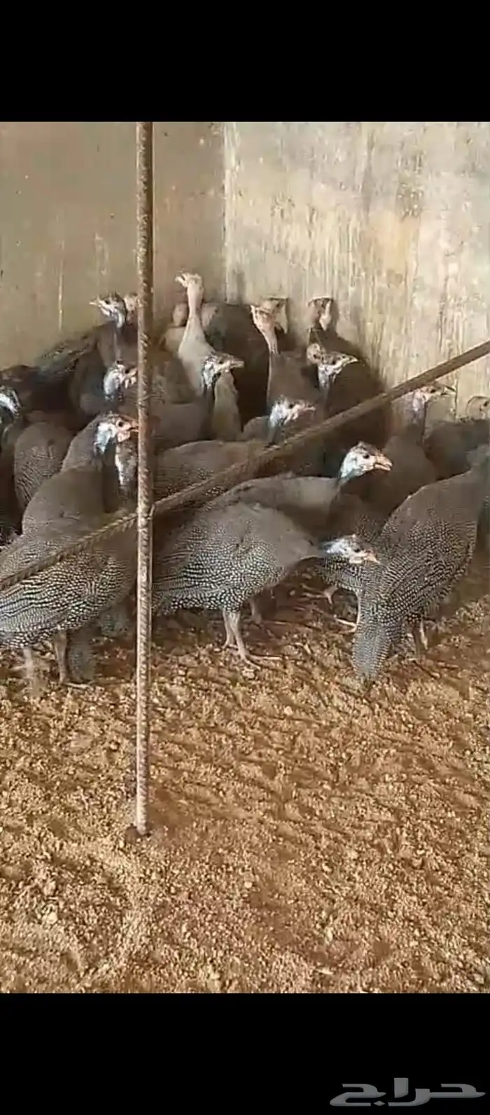 دجاج حبش 0