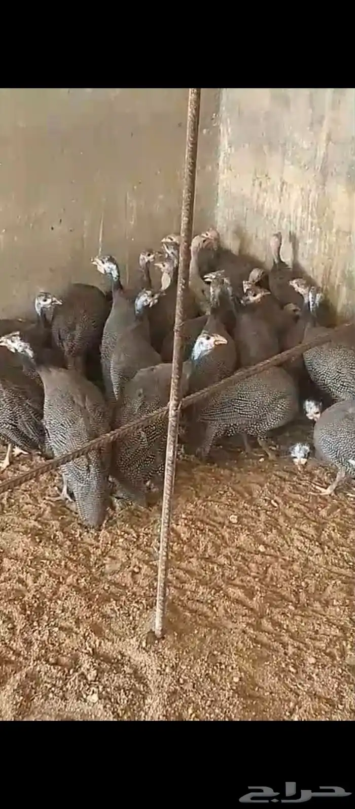 دجاج حبش 2