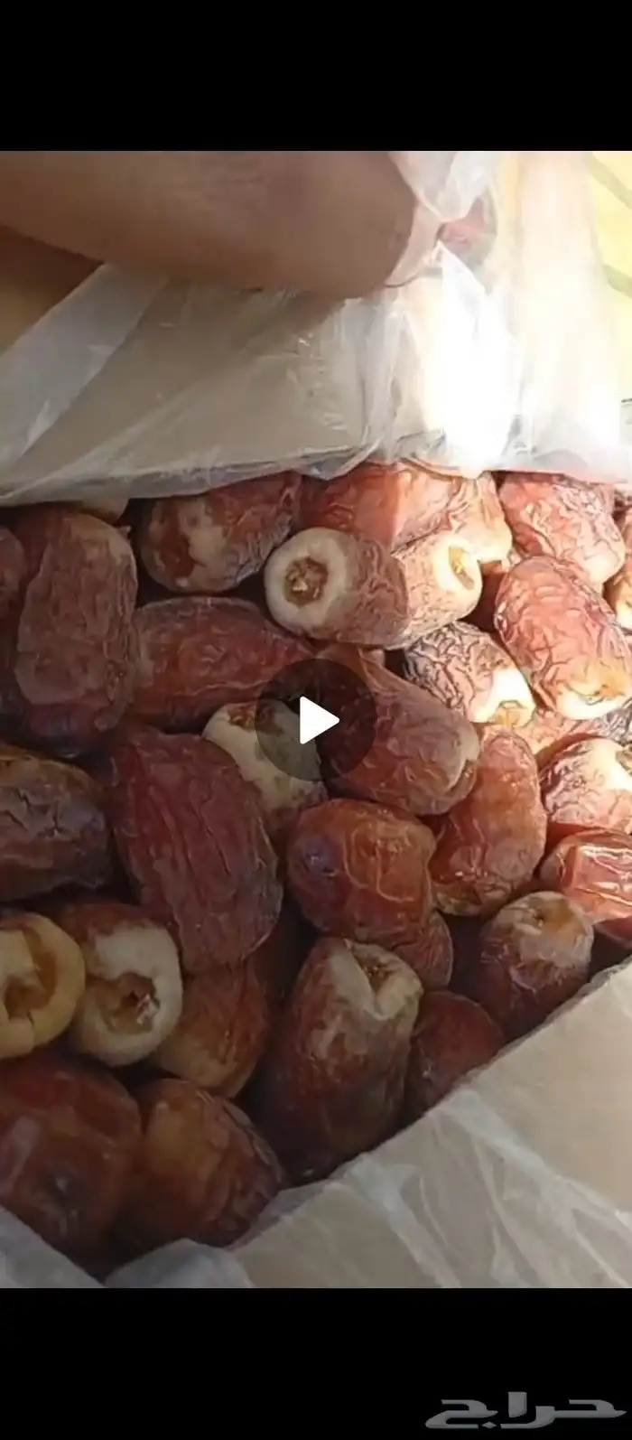 صقعي احمر ملكي مطوق كرتون موز 1