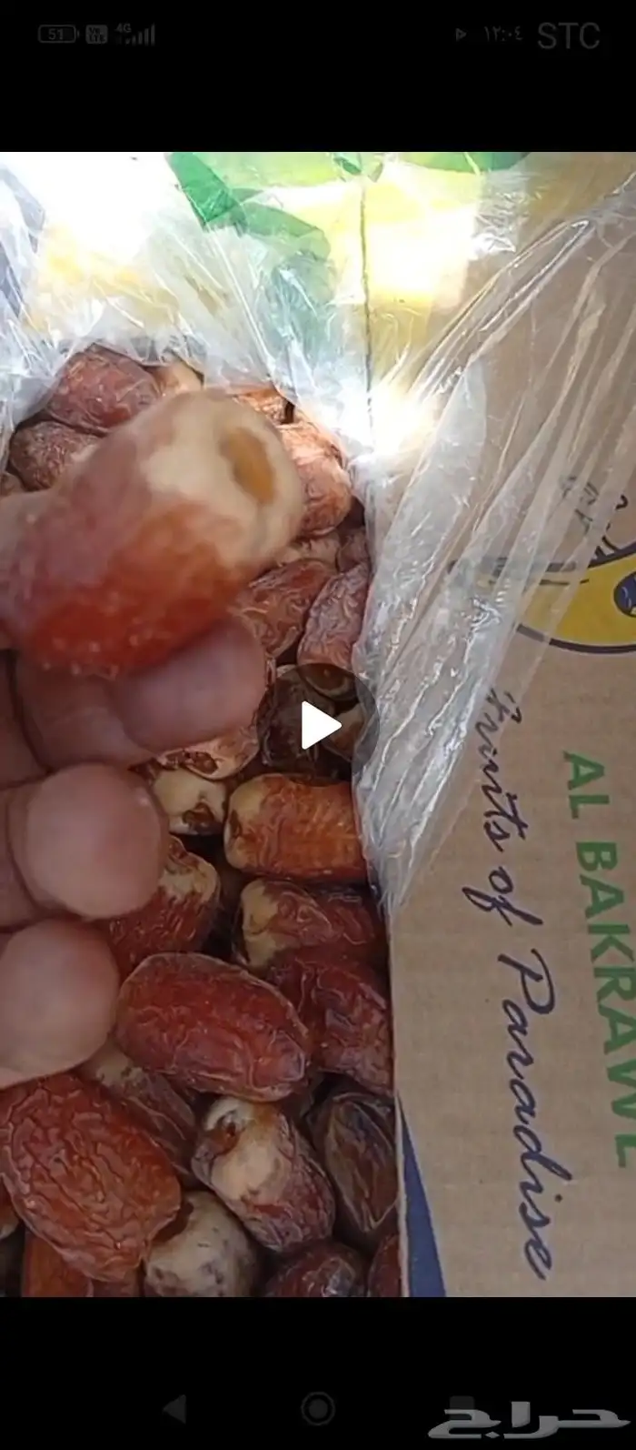 صقعي احمر ملكي مطوق كرتون موز 0