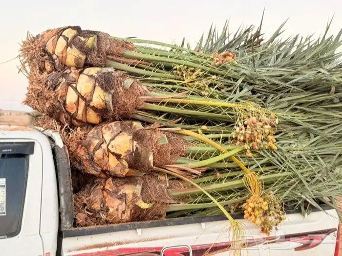 نخيل بجميع انواعه 5