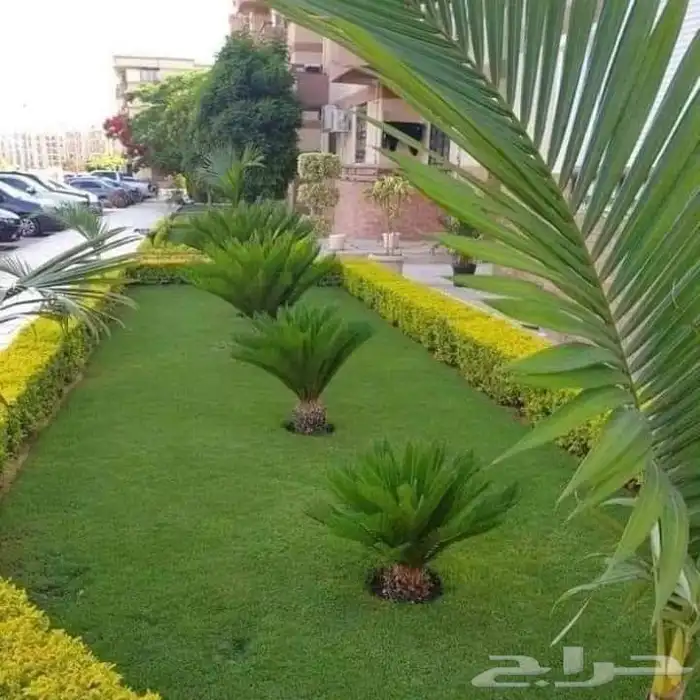 تنسيق حدائق جده 3