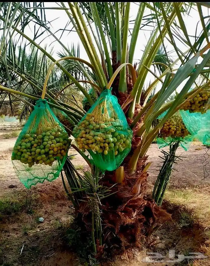 نخل مثمر فاخر للبيع نقايل جثايث فسائل منوعه توريد وزراعه نخي 5