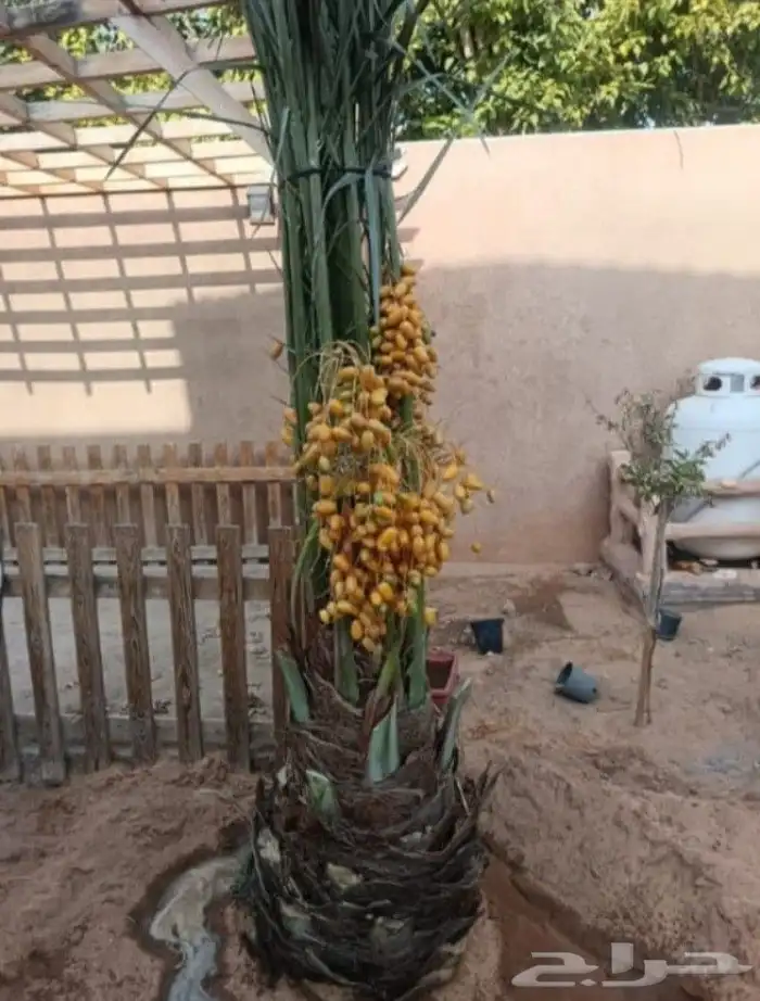نخيل بجميع انواعه 6
