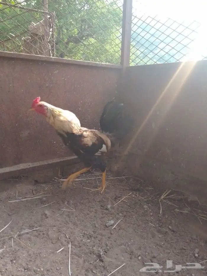 ديك بلدي ل البيع 3