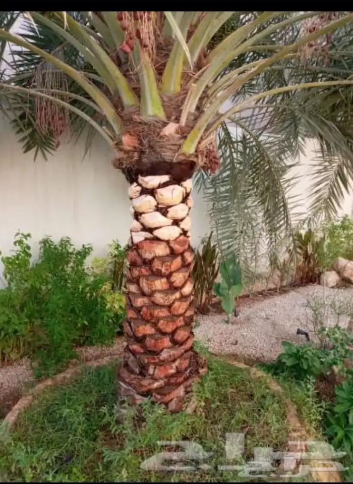 معلم قص نخل وشجر بجده 0