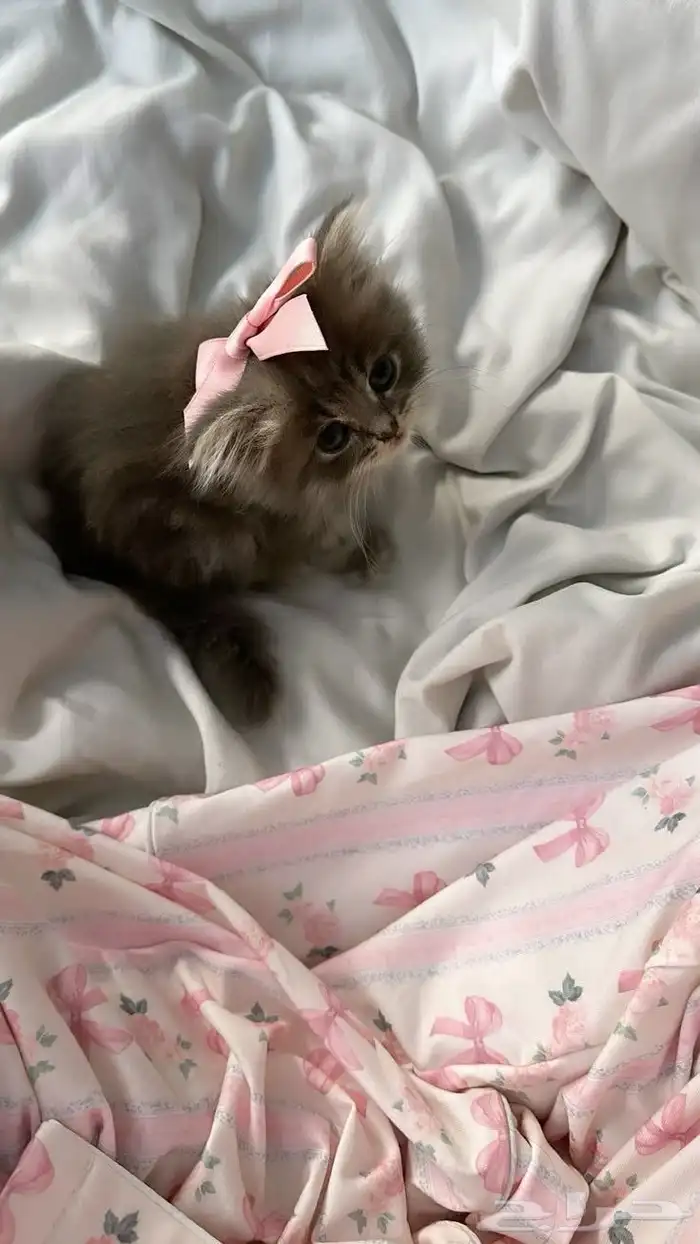 قطه 1
