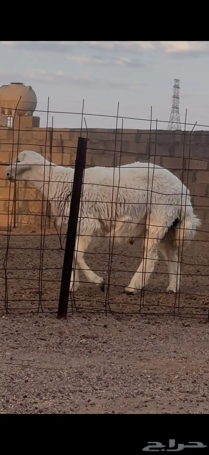 خروف جذع للبيع 2