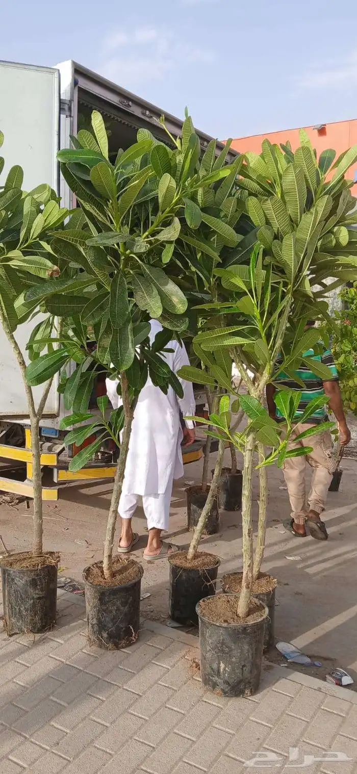 مشتل مشاتل 7