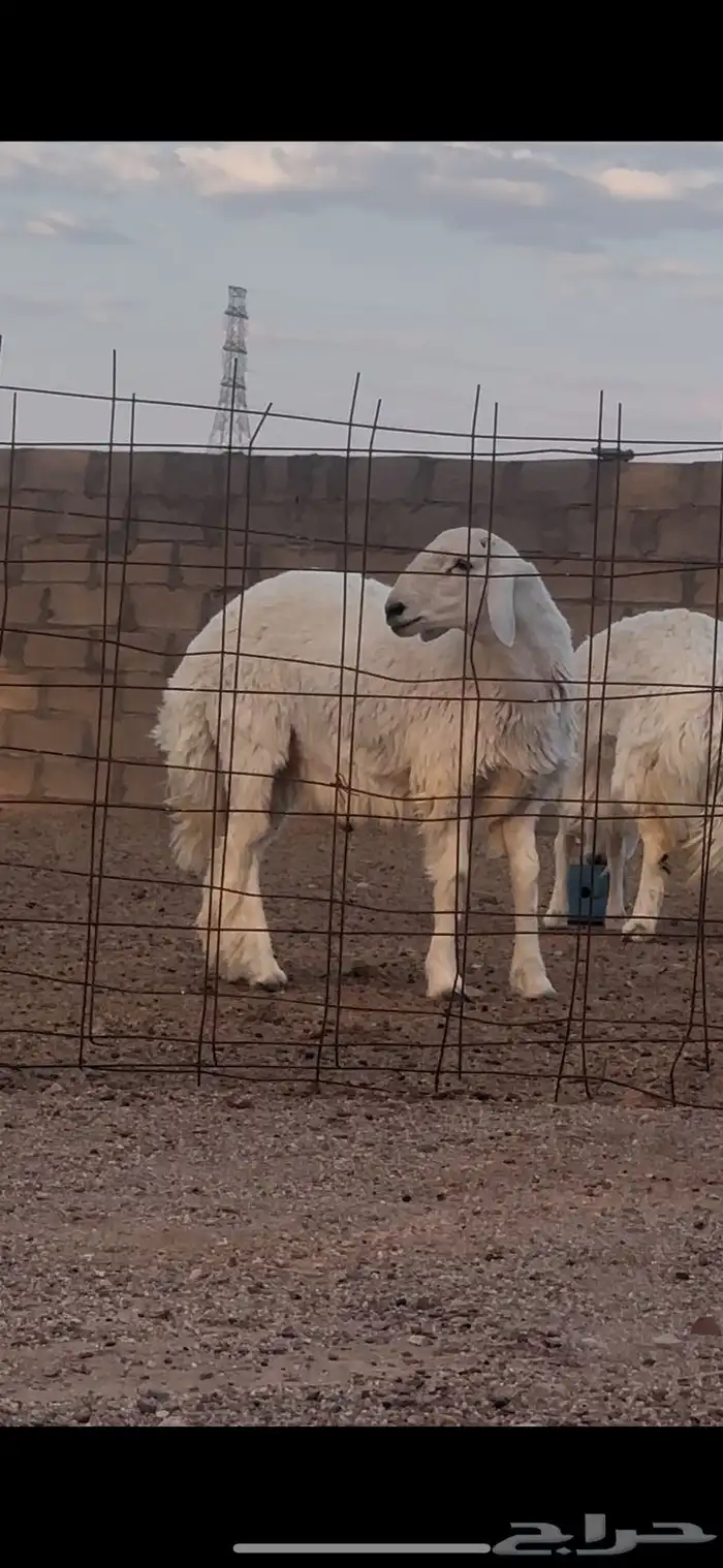 خروف جذع للبيع 1