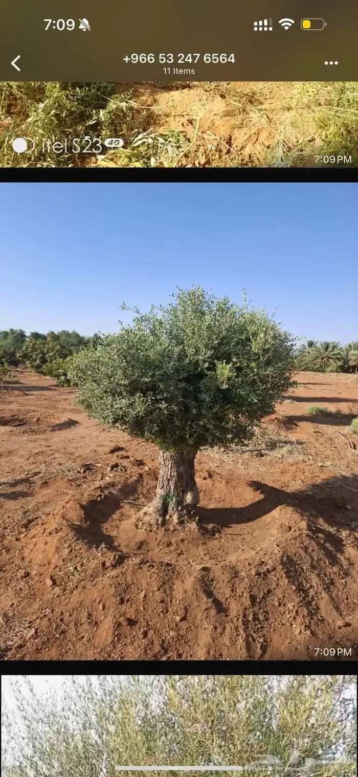 يوجد لدينا زيتون معمر مثمر جميع الأحجام ويوجد وسط ويوجد شتلا 5