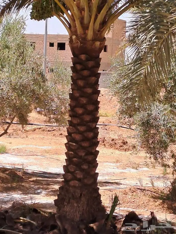 بناء جميع انواع البناء الترثي بلاحجار والطين 13