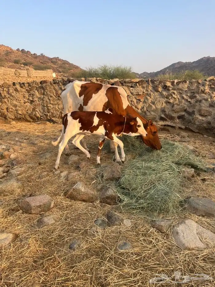بقره منتوجه 0