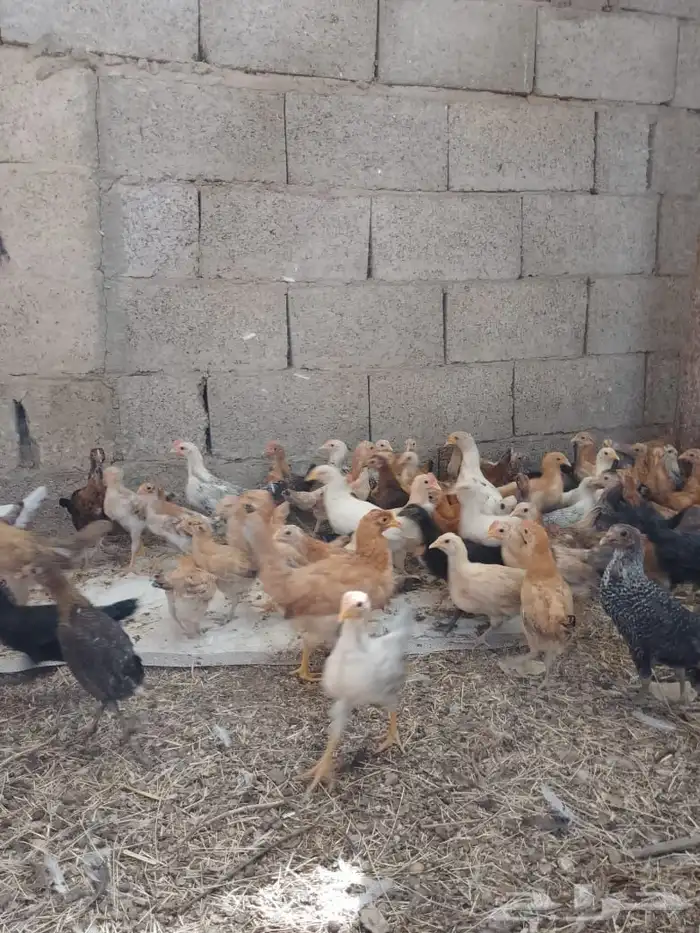 دجاج بلدي 1