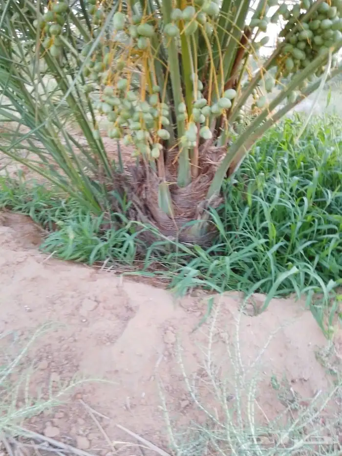 ابو ياسر لجميع انواع النخيل وشغل الشبوك لتوصيل جميع أنحاء ال 3