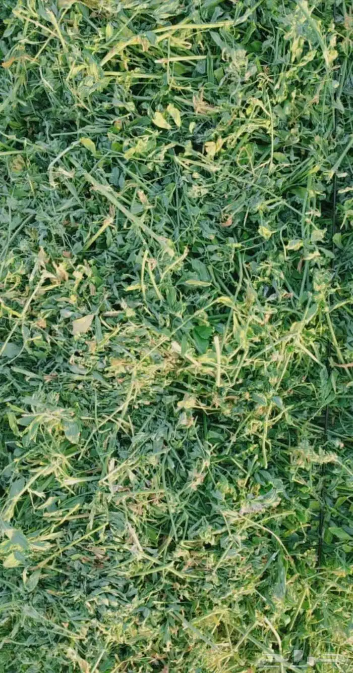اعلاف ساجر 0