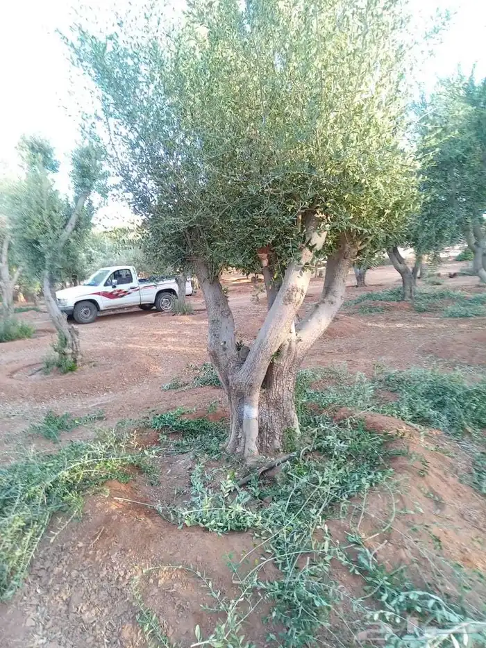 يوجد لدينا زيتون معمر مثمر جميع الأحجام ويوجد وسط ويوجد شتلا 0