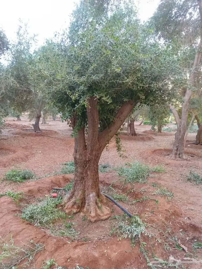 يوجد لدينا زيتون معمر مثمر جميع الأحجام ويوجد وسط ويوجد شتلا 1