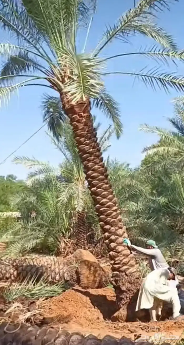 توريدجميع انواع انخيل العربي وجميع المقاسات فروخ نقايل جثايث 0