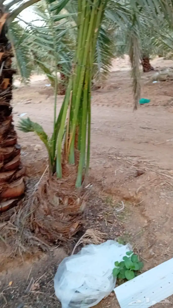 يوجد لدينا جميع أنواع انخيل اللبيع ونوايع فاخره ونخل زينه 4