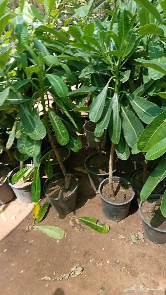 أشجار طبيعي 2