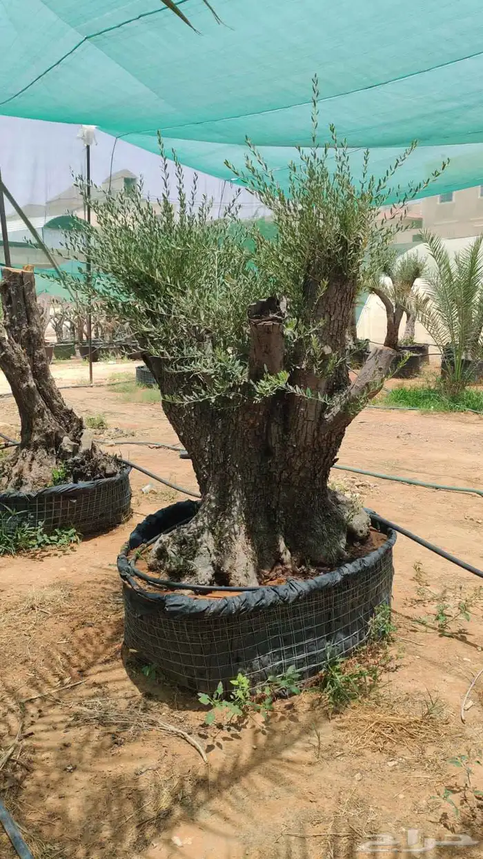 زيتون معمر اسباني 0