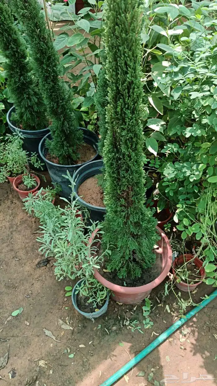 أشجار طبيعي 1