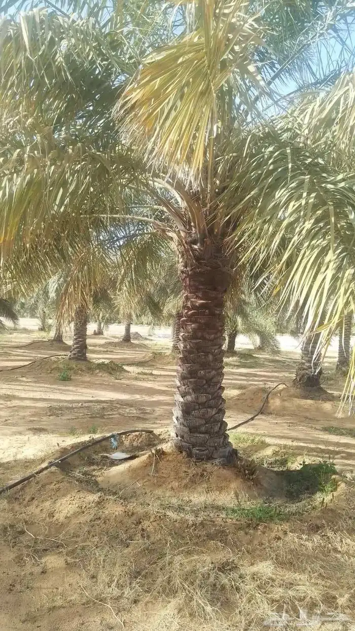 الكميه كبيره الخنل طيب واسعار طيبه 9