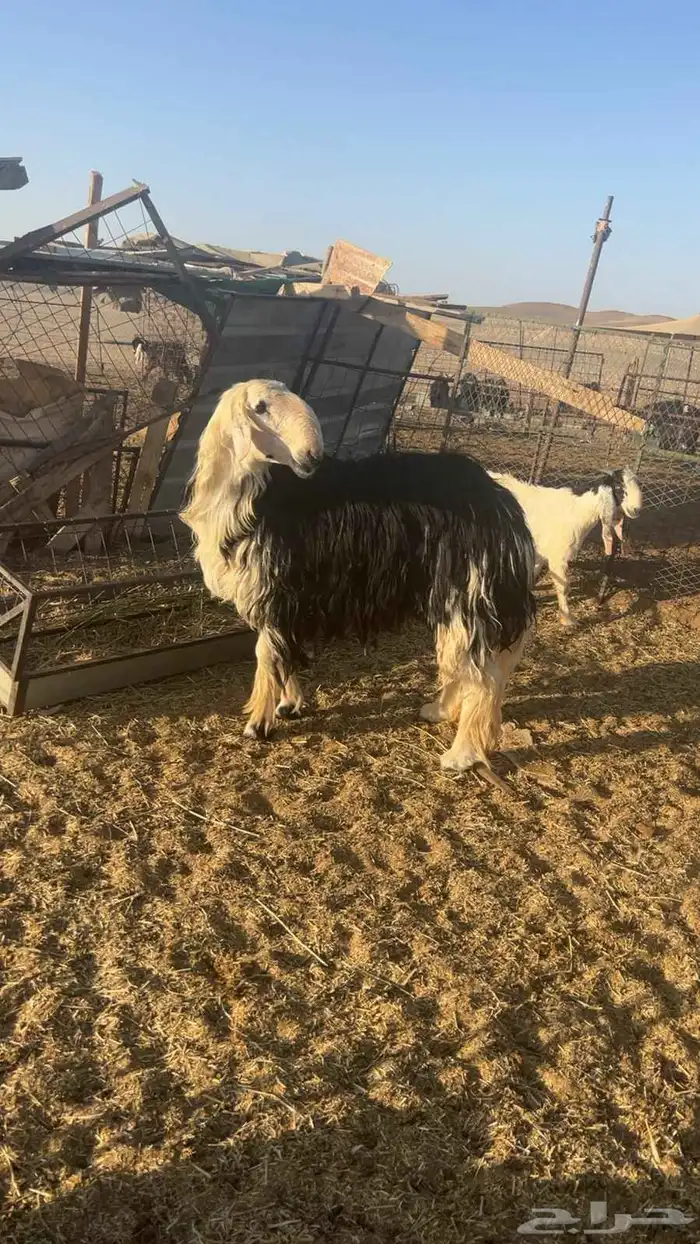 خروف نجدي معرف من ناحية الاب وامه عندي في المراحل وطيبه 1