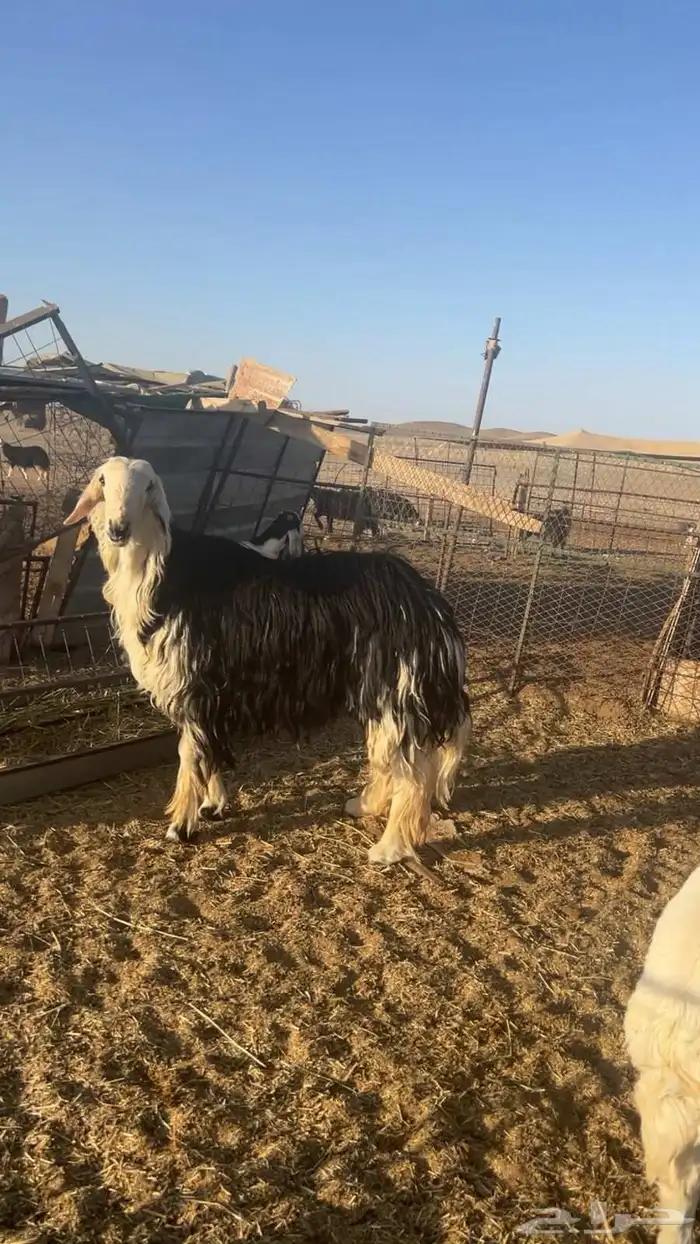 خروف نجدي معرف من ناحية الاب وامه عندي في المراحل وطيبه 0