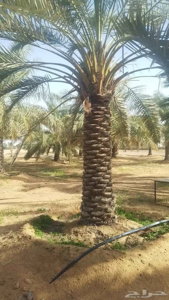 الكميه كبيره الخنل طيب واسعار طيبه 8