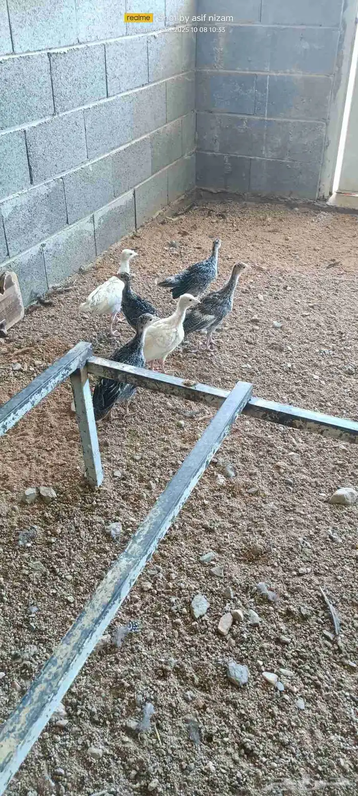 12 فرخ رومي العمر بين شهرين وثلاثه شهور 2