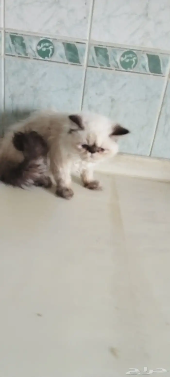 قطه هملايا 2