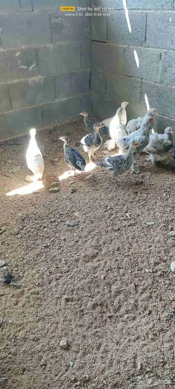 12 فرخ رومي العمر بين شهرين وثلاثه شهور 3