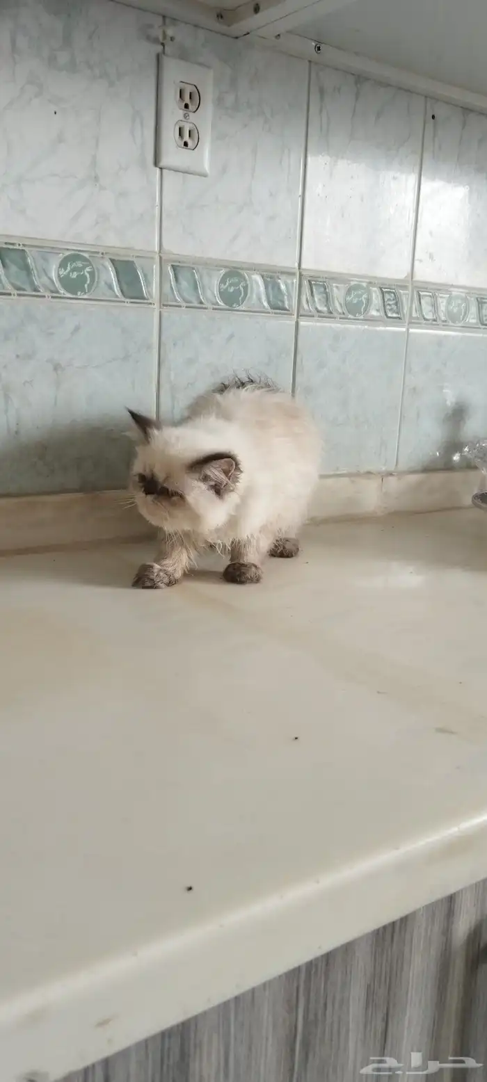 قطه هملايا 3