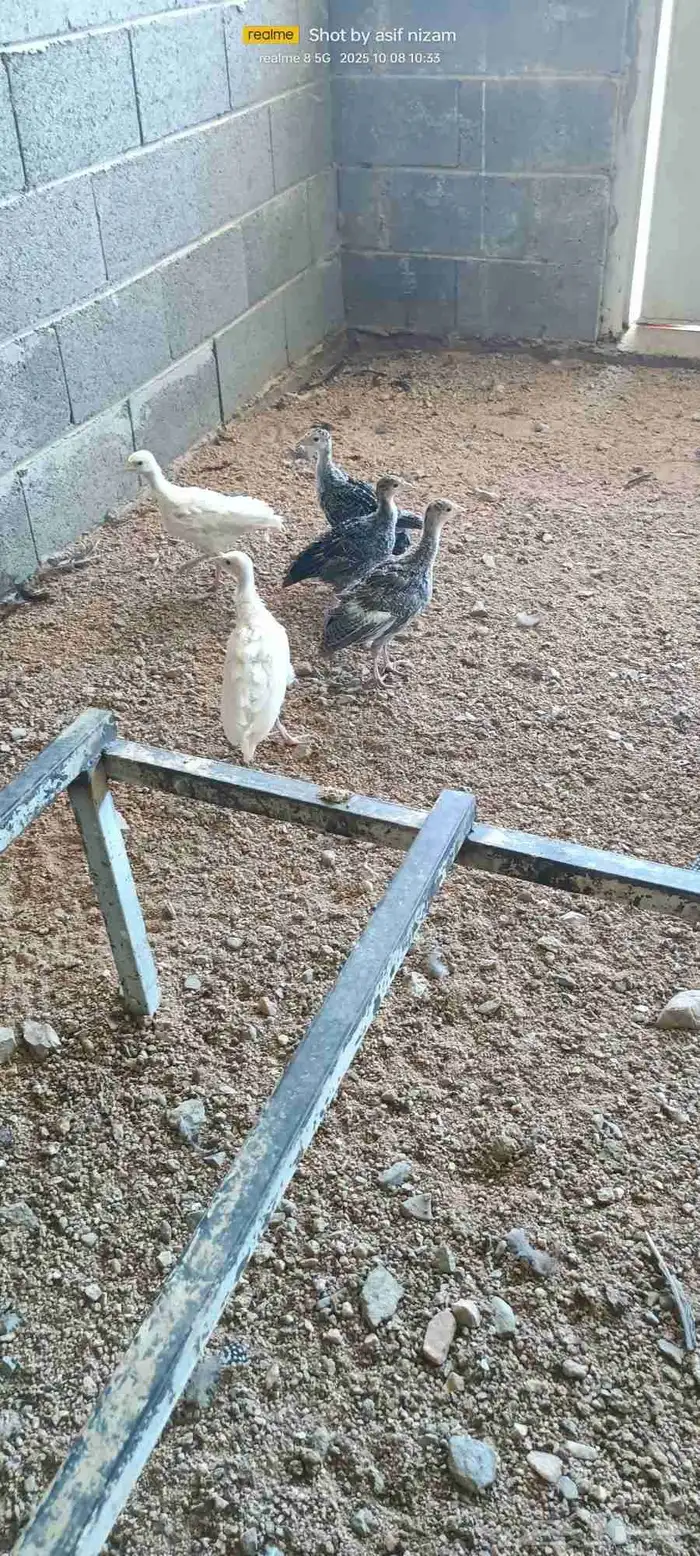 12 فرخ رومي العمر بين شهرين وثلاثه شهور 1