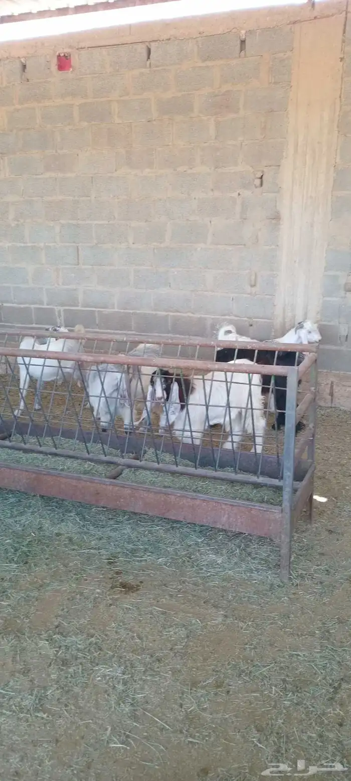 خروف حري وتيوس 2