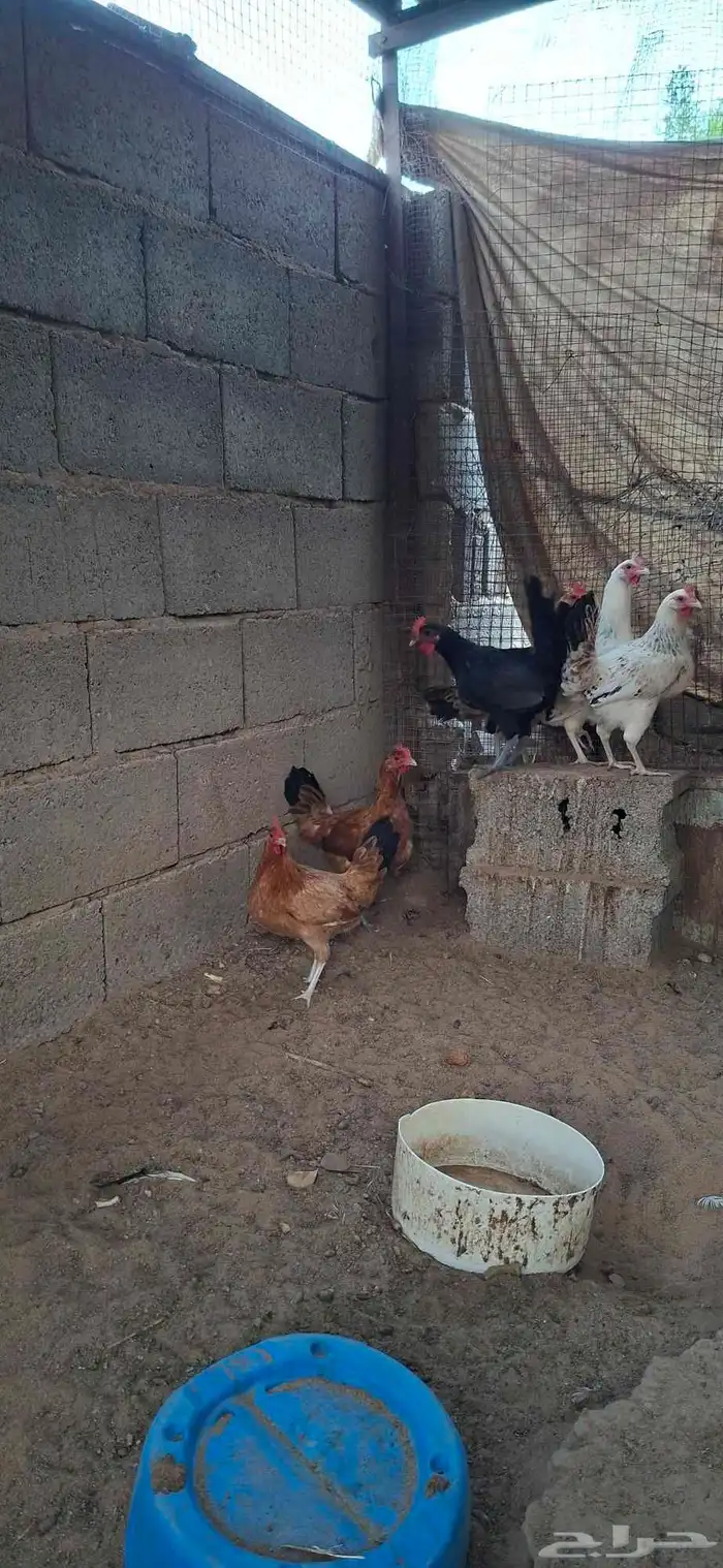دجاج بياض للبيع 1