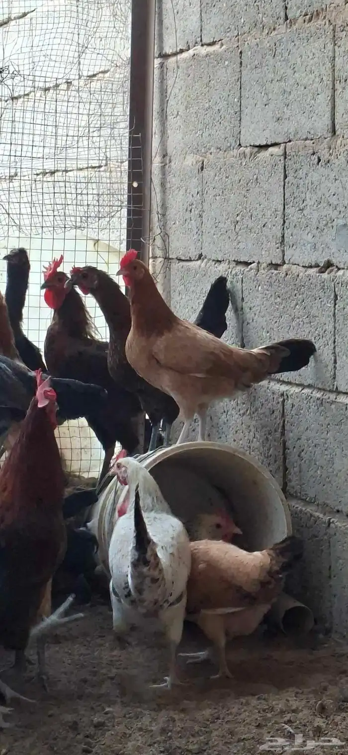 دجاج بياض للبيع 0