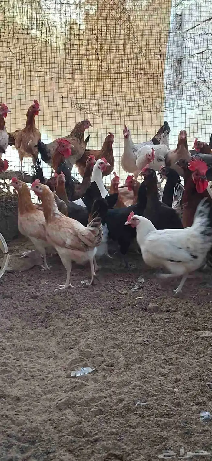 دجاج بياض للبيع 4