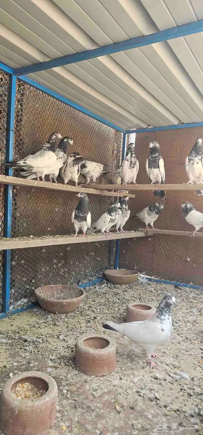 حمام باكستاني تيدي جنسرا 7