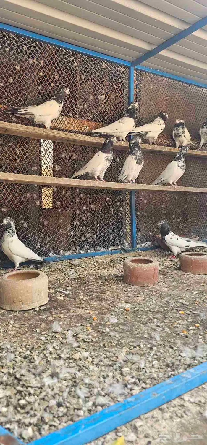 حمام باكستاني تيدي جنسرا 2