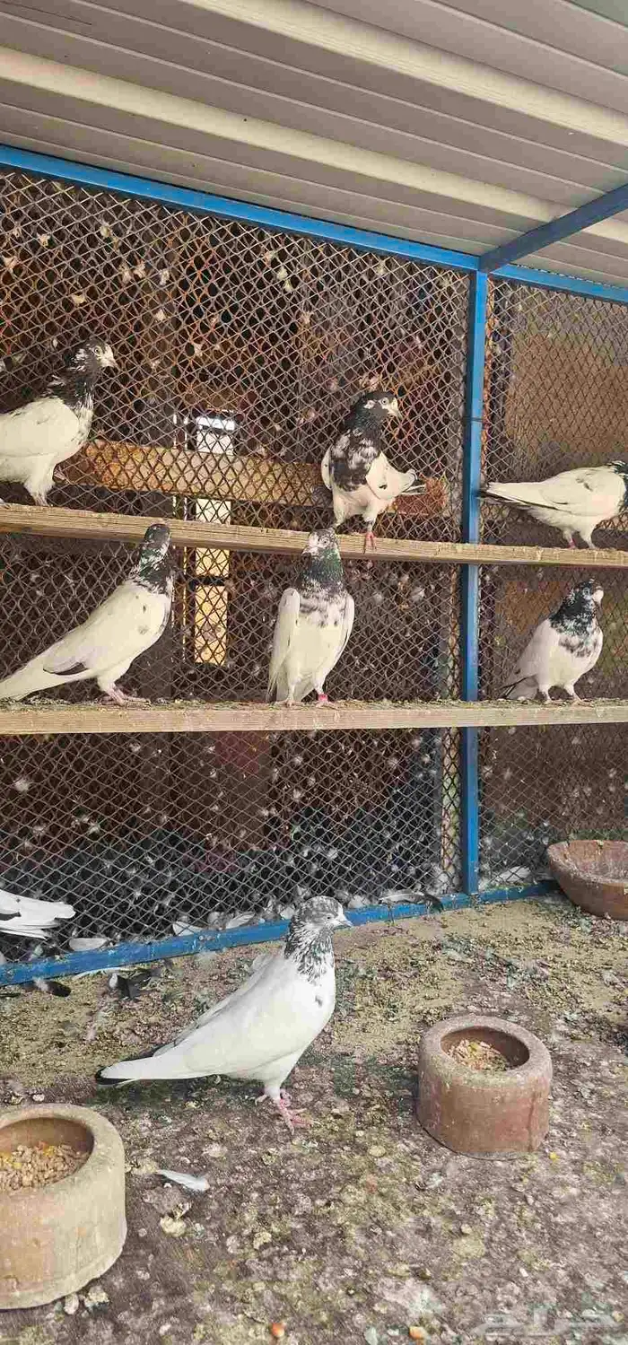 حمام باكستاني تيدي جنسرا 5