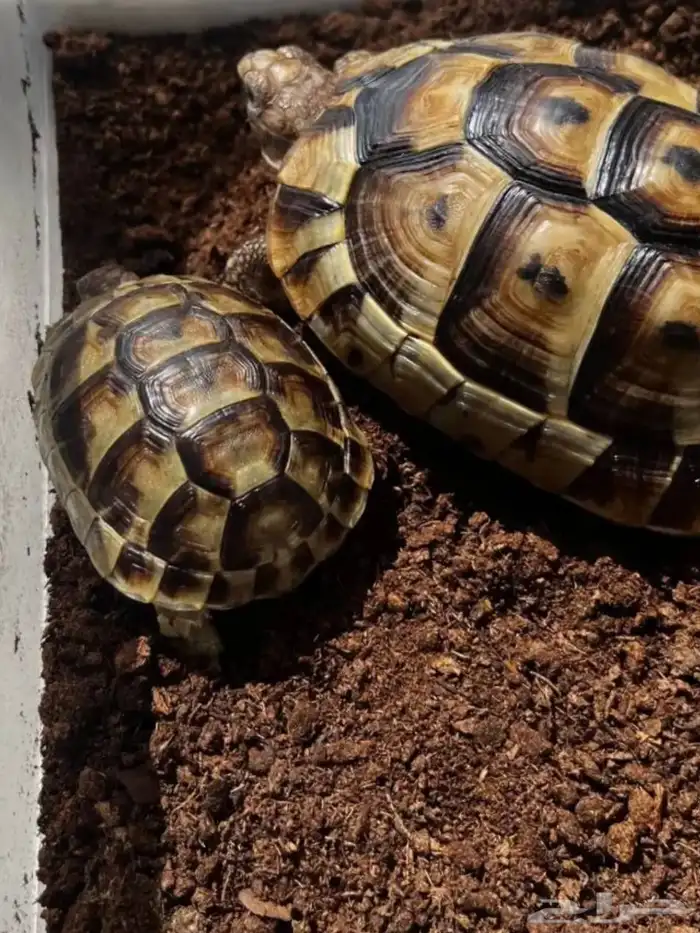 عروضكم سلحفاه للبيع 0