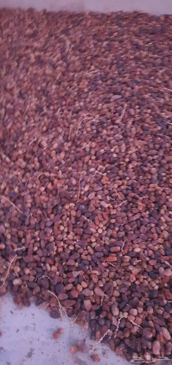 تمر علف للحلال 2